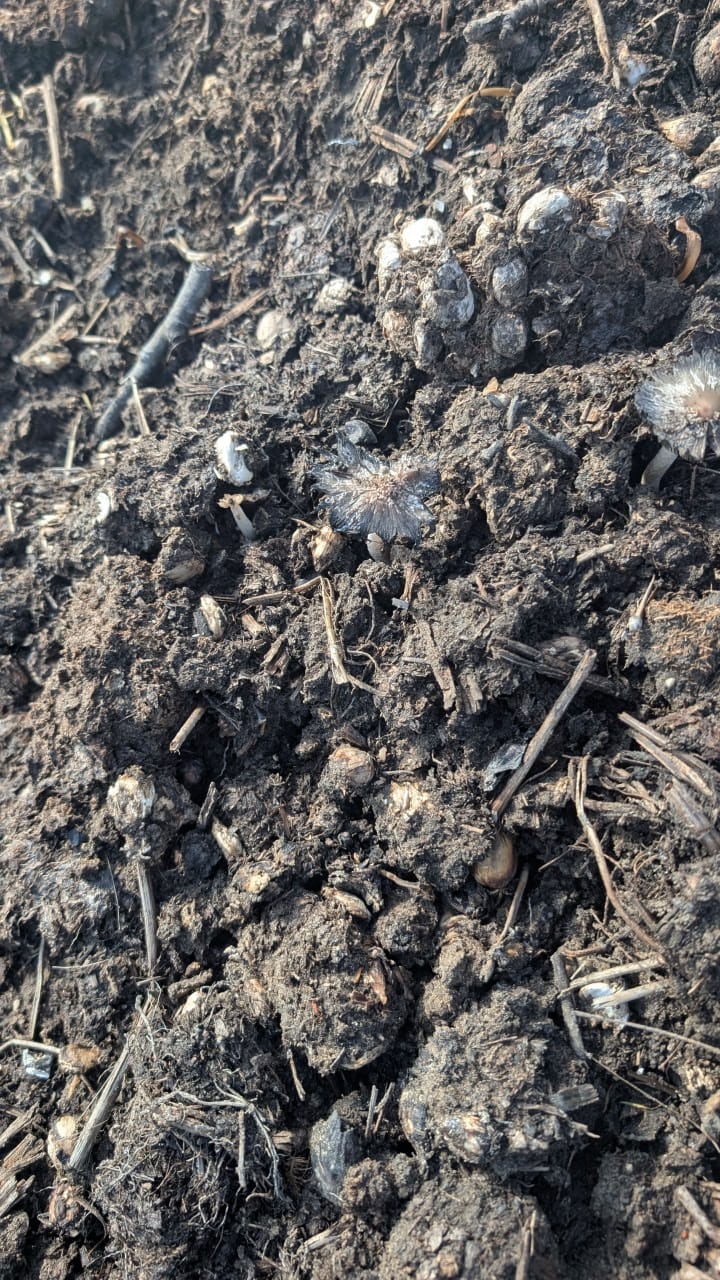 Close-up of dark soil, roots and organic material beside Leonoor Ruigrok’s outdoor workspace.