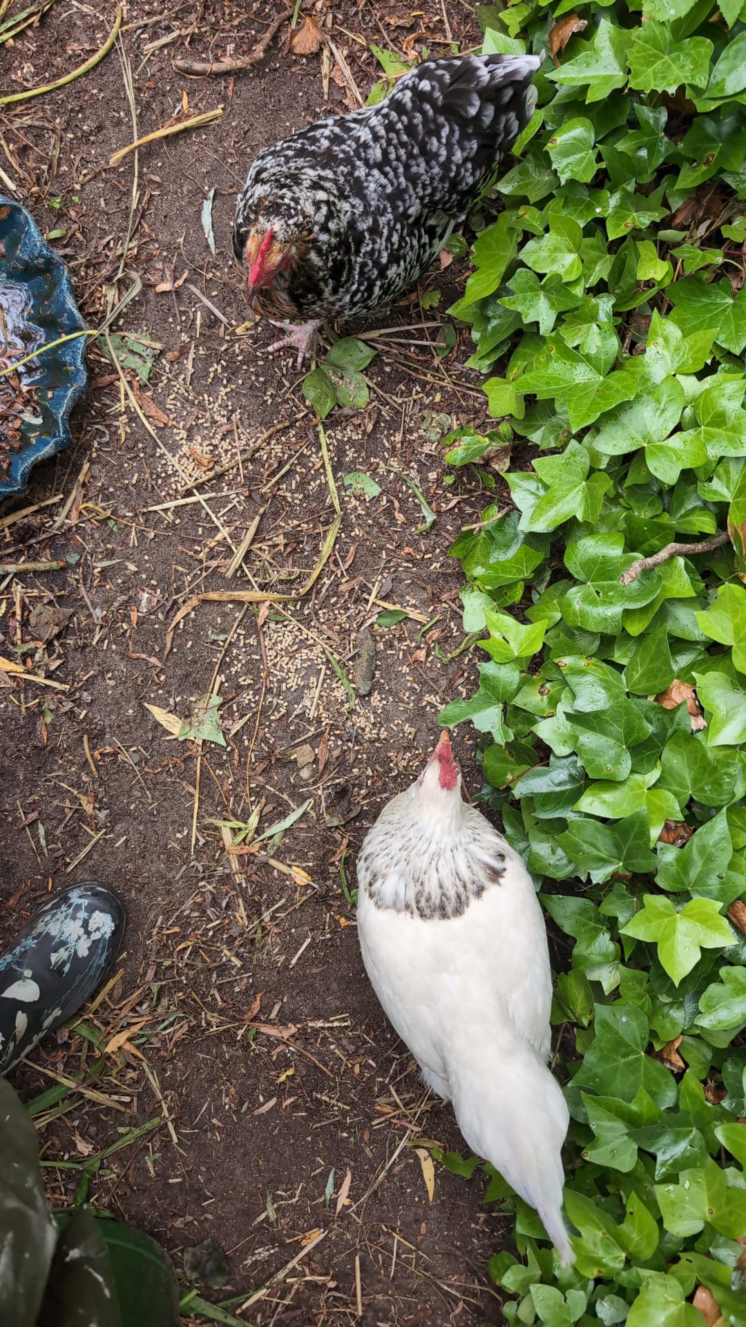 Chickens scratching through soil and ivy beside Leonoor Ruigrok’s hidden garden studio.