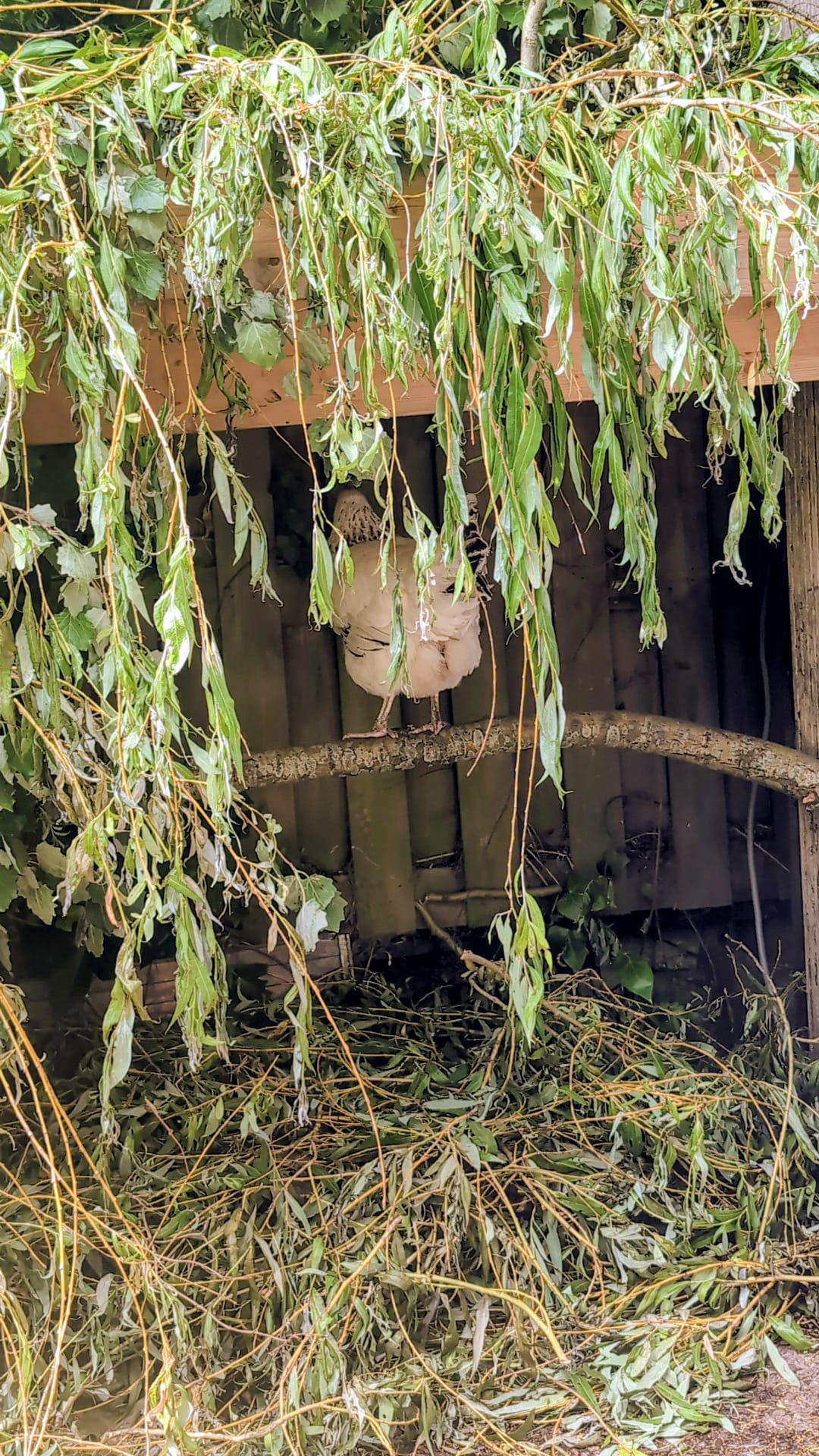 Chicken sheltering beneath hanging willow branches in Leonoor Ruigrok’s hidden outdoor studio garden.