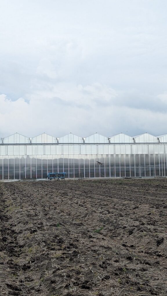 Greenhouse edge in the Dutch Bollenstreek landscape, connected to the recurring shelter shapes in Leonoor Ruigrok’s work.
